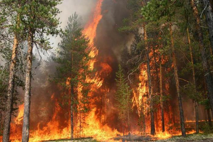 Пожары угрожают лесам Оренбуржья 